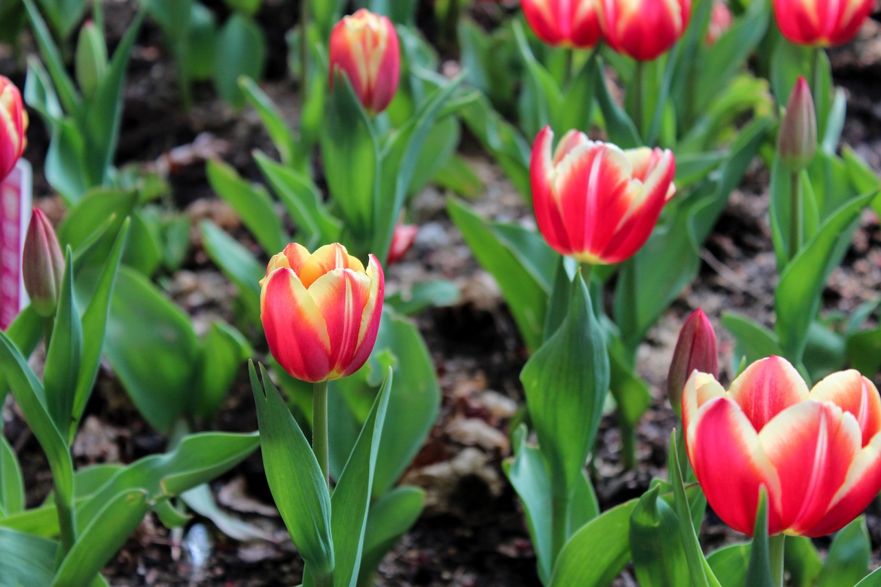 tulips tulip fields flower free photo