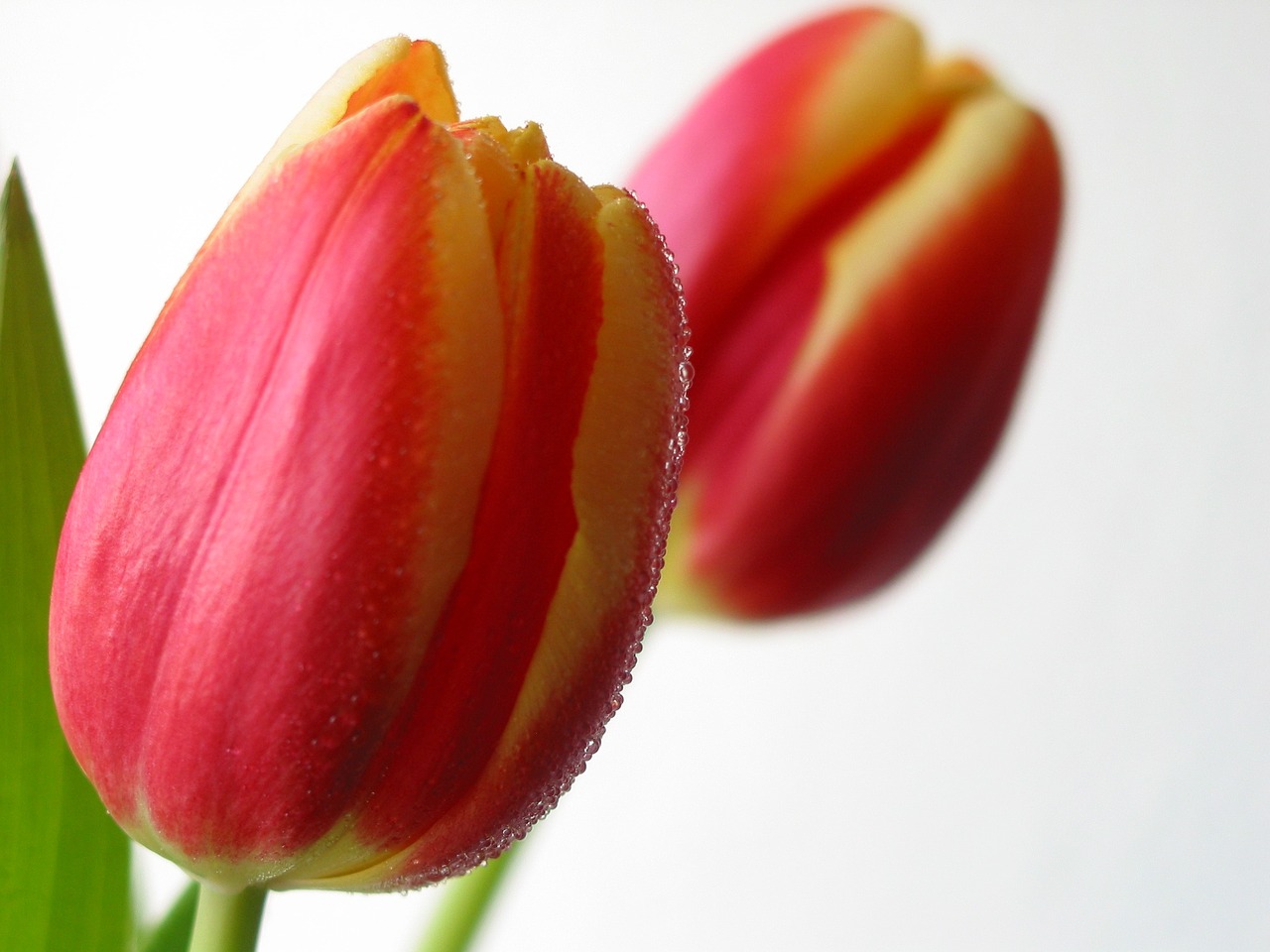 tulips flower spring free photo