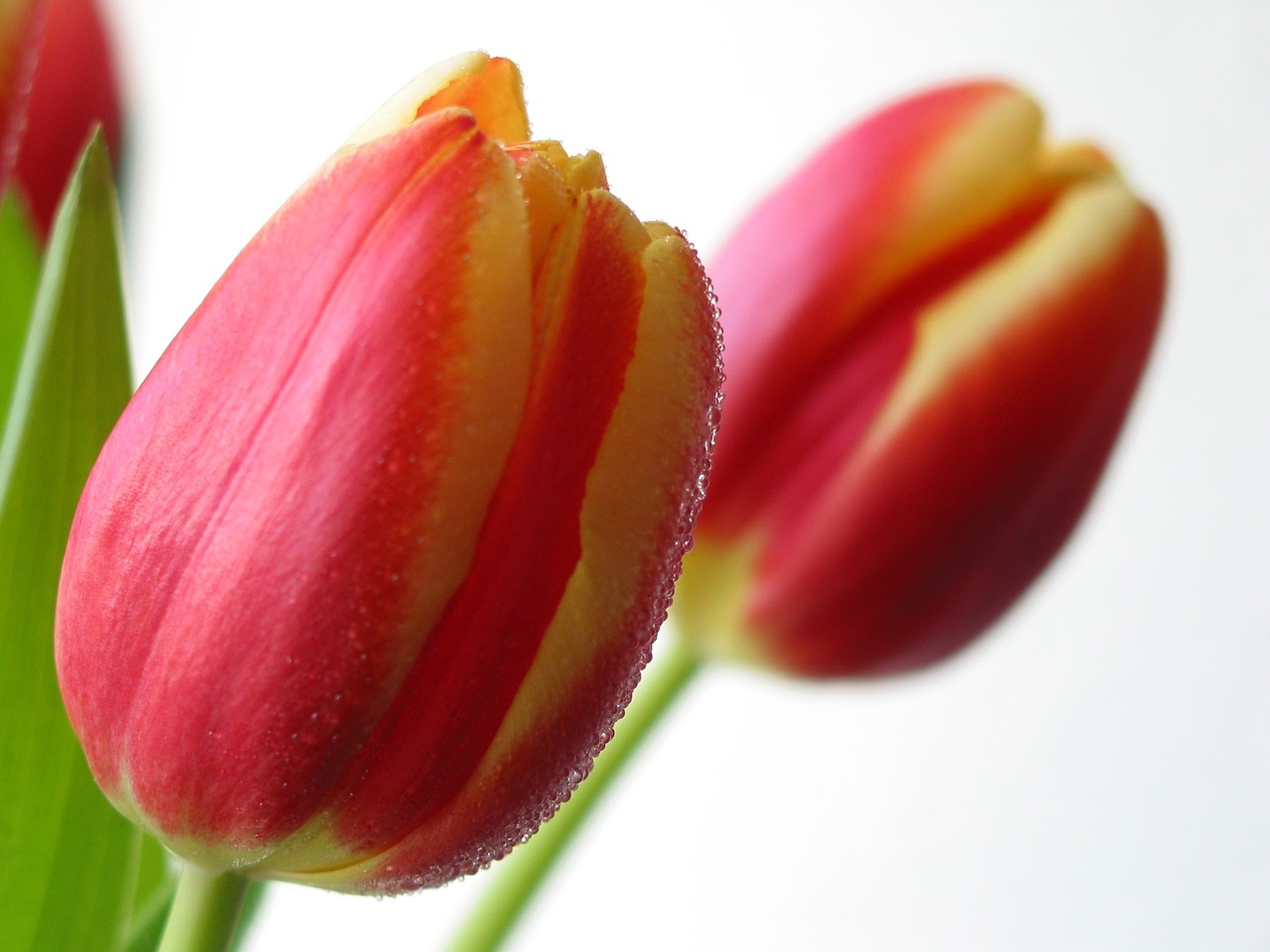 tulips flower spring free photo