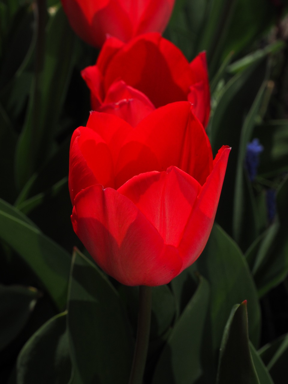 tulips red flowers free photo