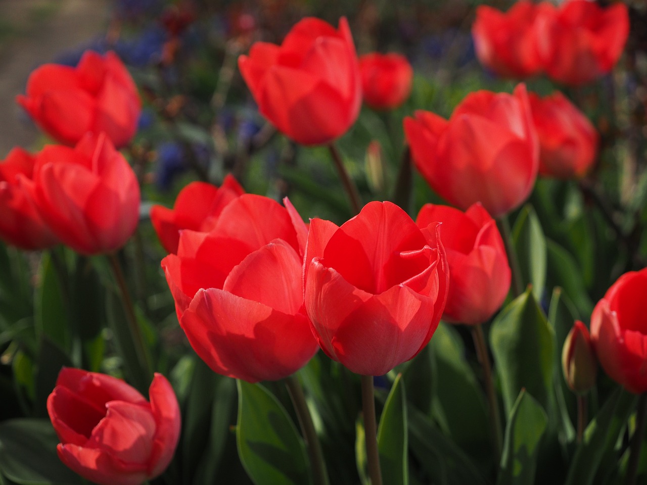 tulips red flowers free photo