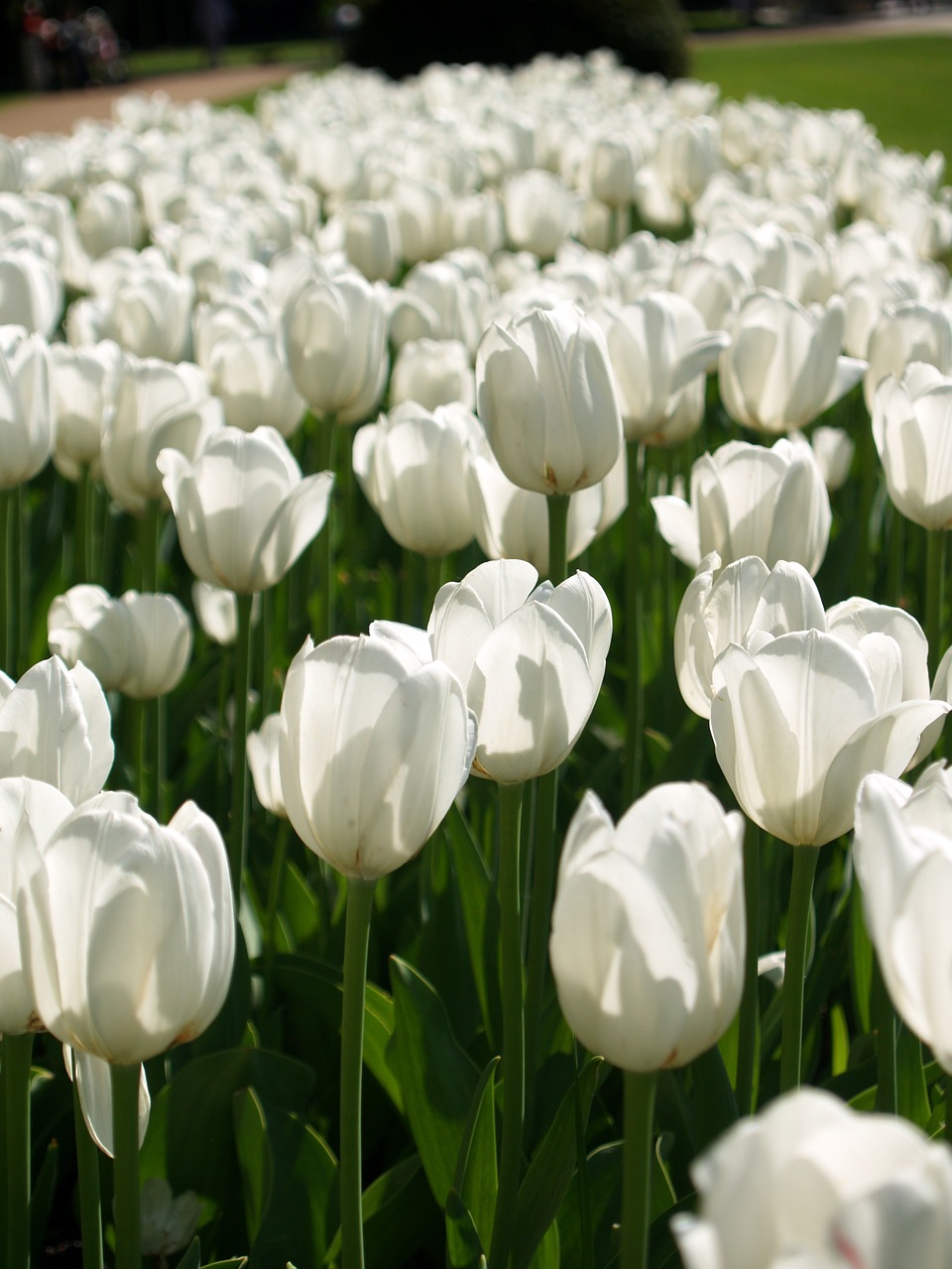 tulips white flowers bed free photo