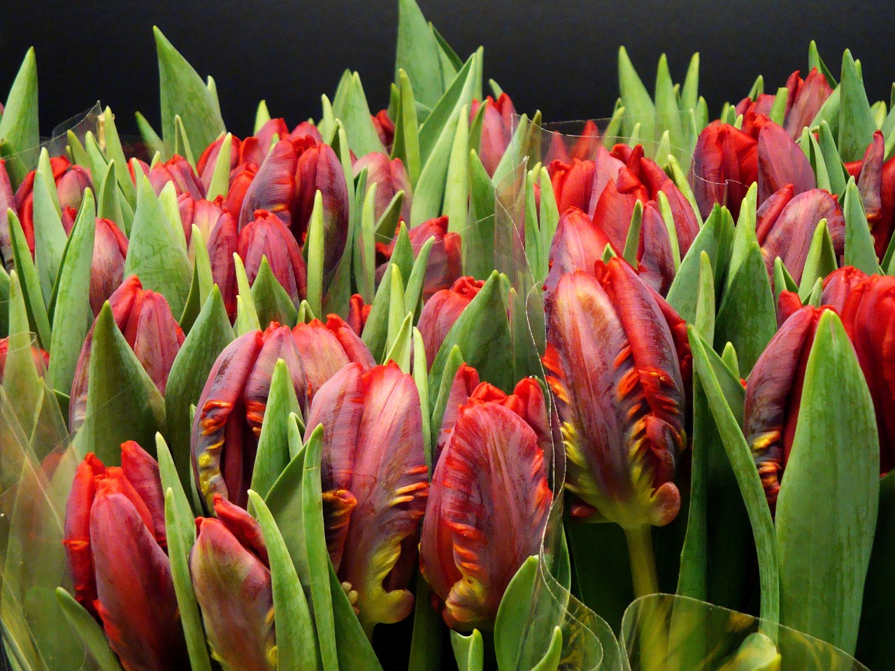 tulips red cut flowers free photo