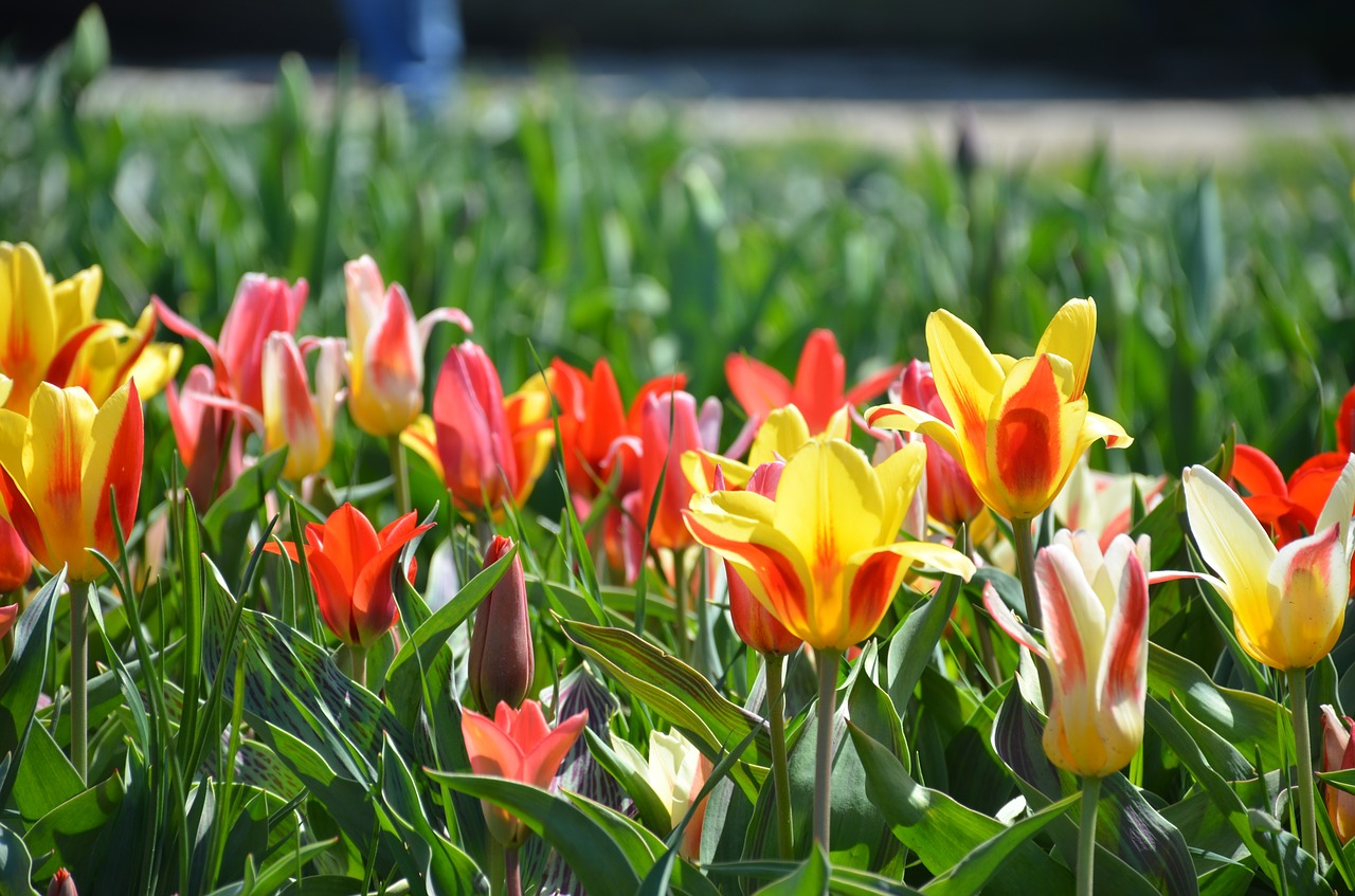 tulips holland michigan free photo