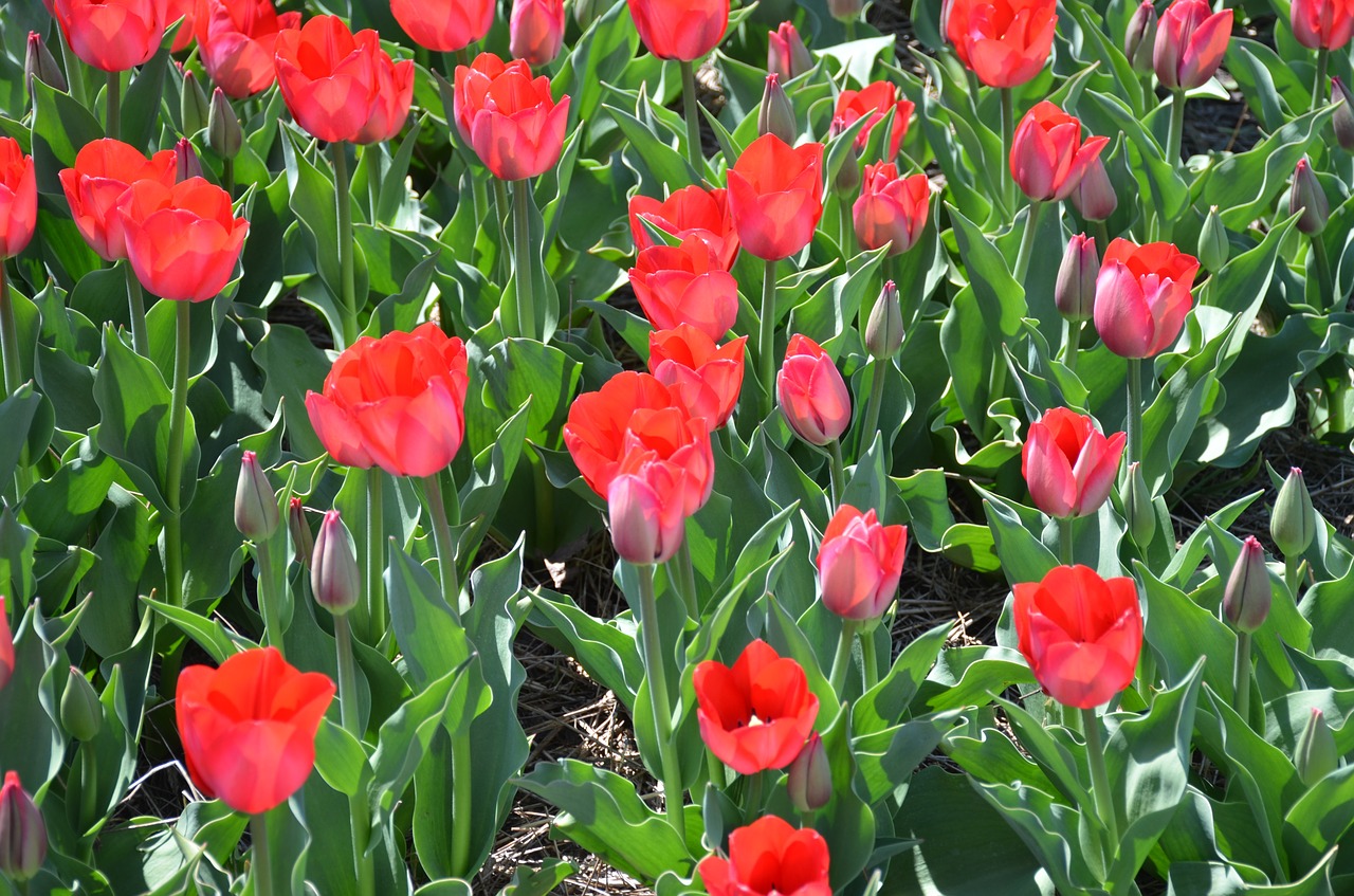 tulips holland michigan free photo