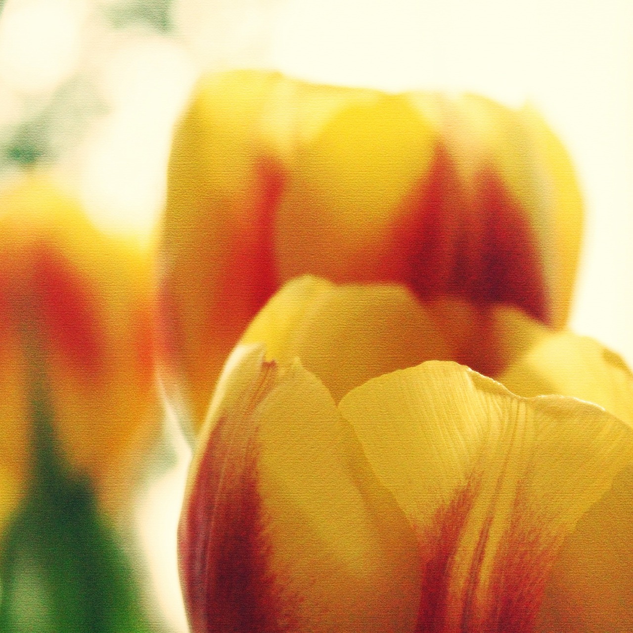 tulips sun flowers free photo