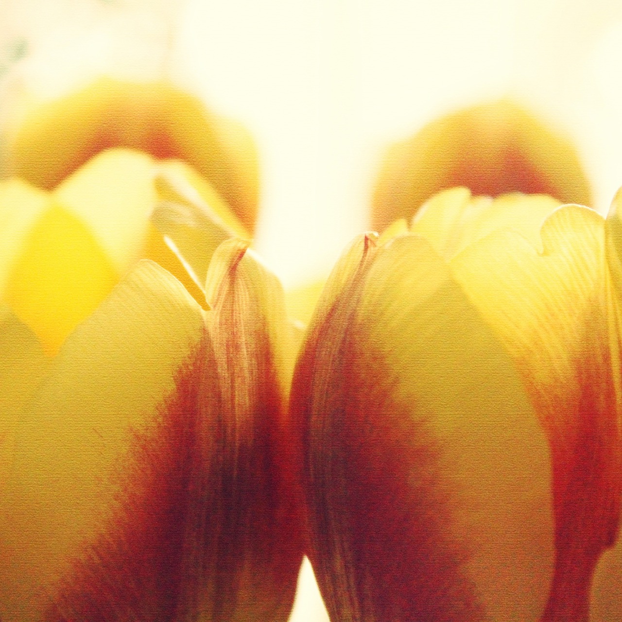 tulips sun flowers free photo