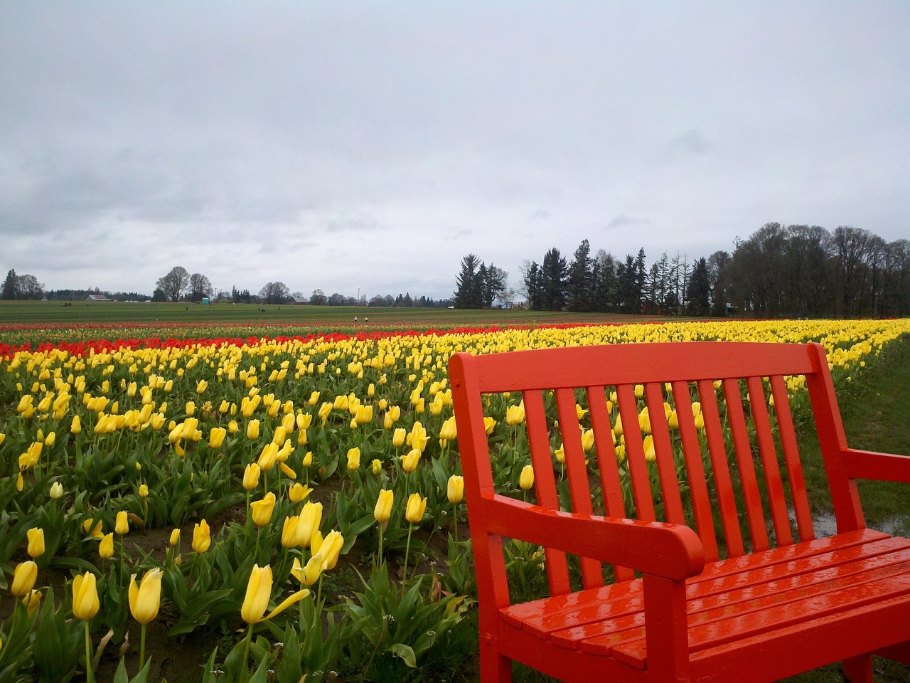 tulips bright colors flowers free photo