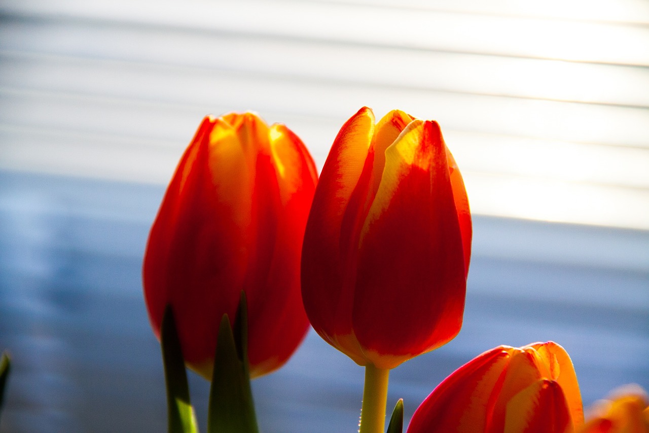 tulips blooming flower free photo