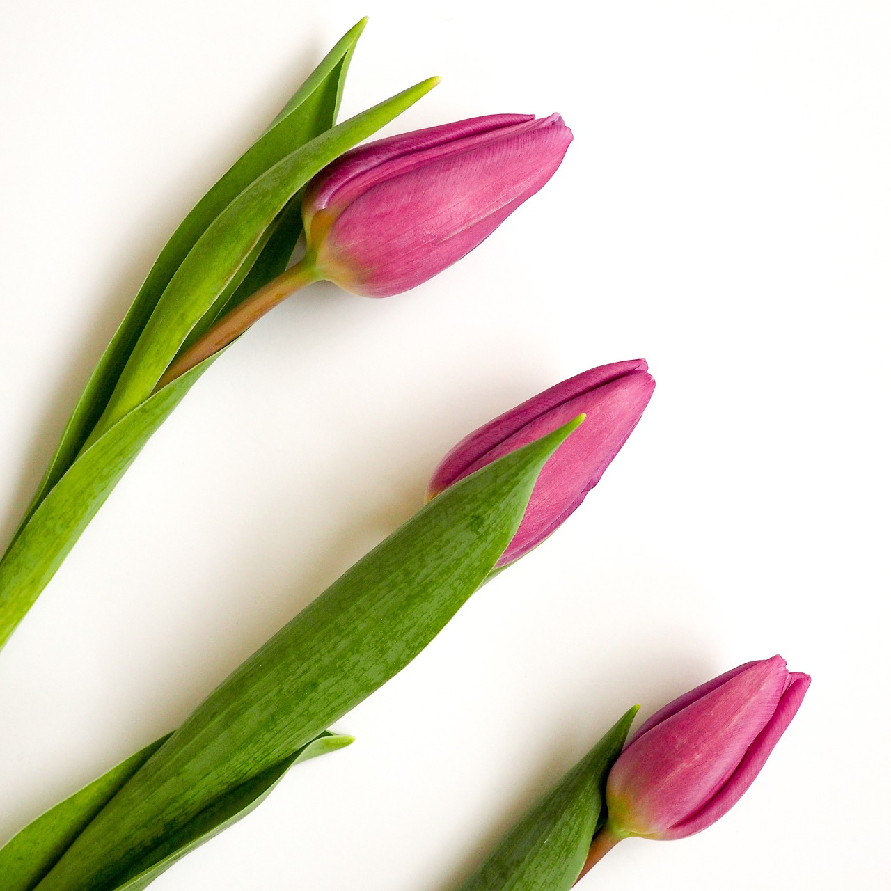 tulips pink white background free photo