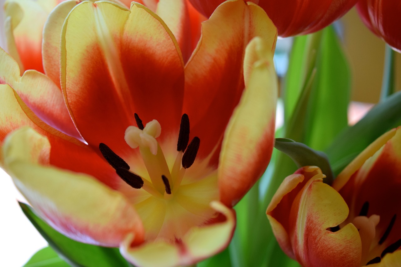 tulips flowers botanical free photo