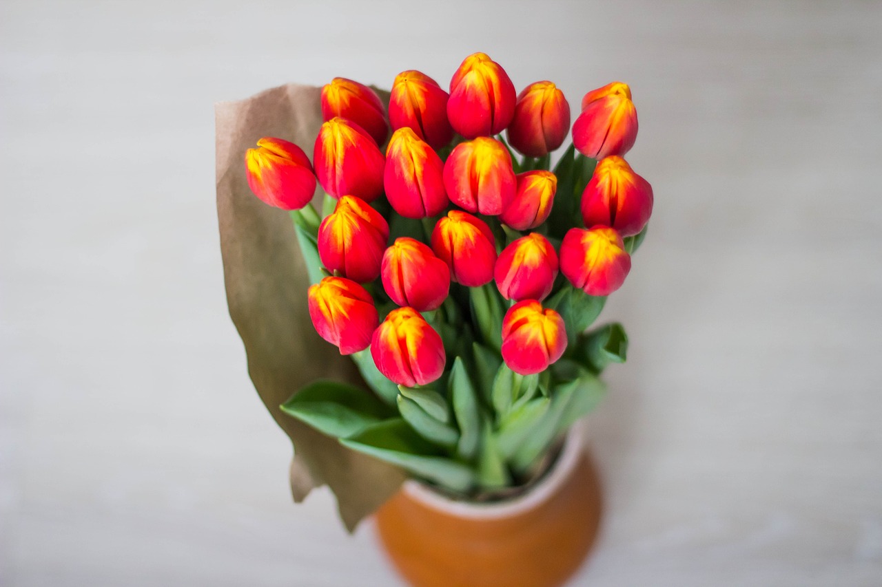 tulips bouquet women's holiday free photo