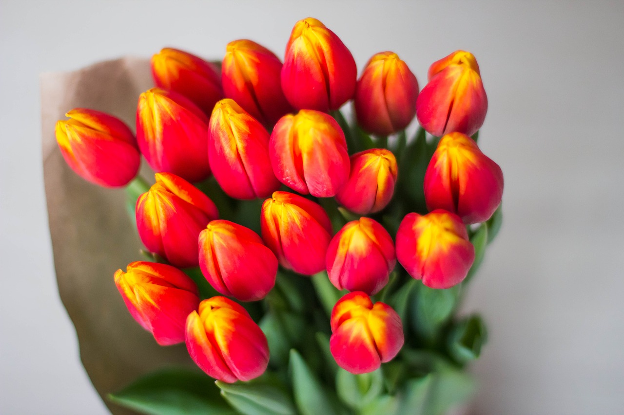 tulips bouquet women's holiday free photo