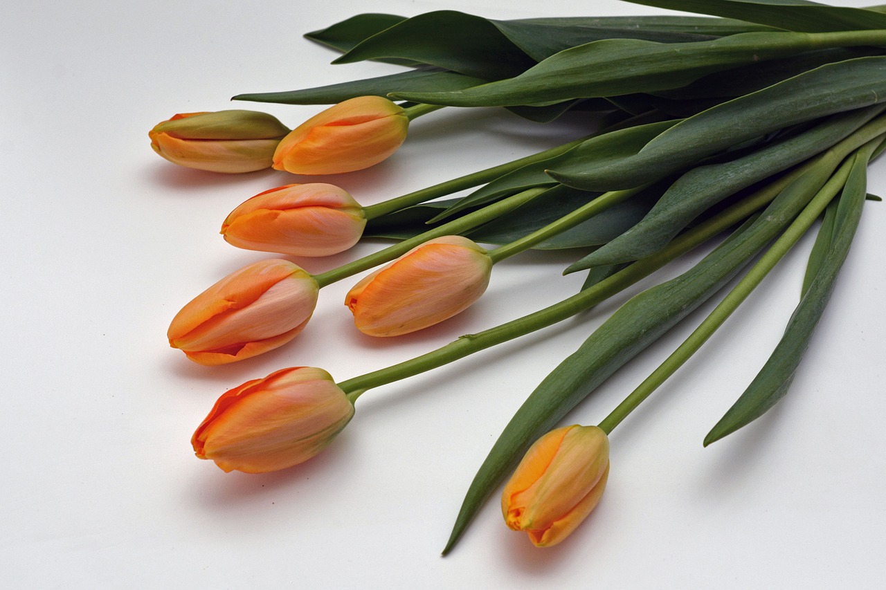 tulips flowers orange free photo