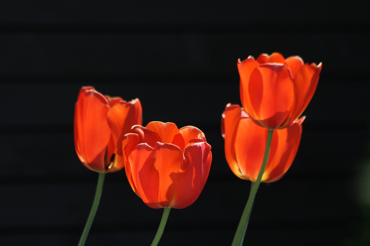 tulips red tulips red orange tulips free photo