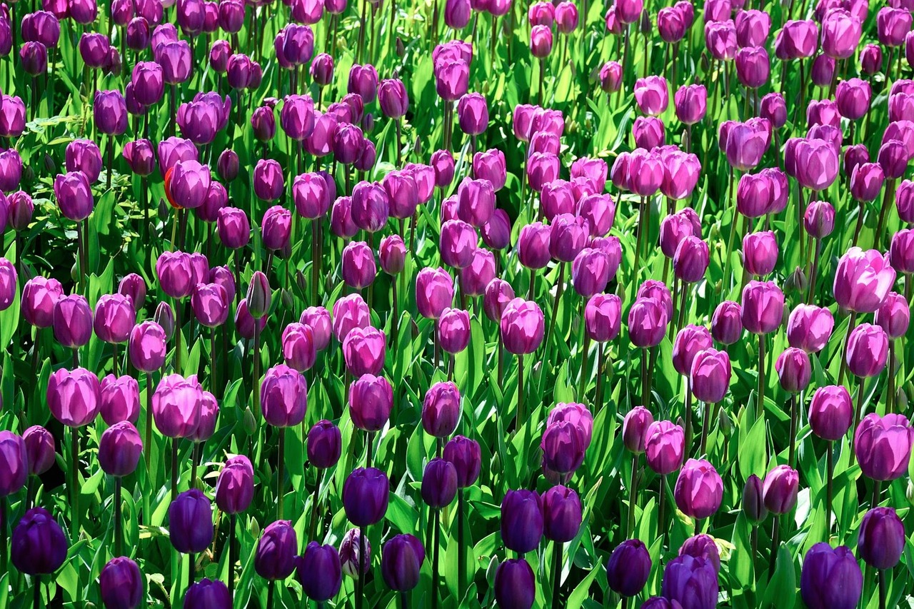 tulips flowers pink free photo