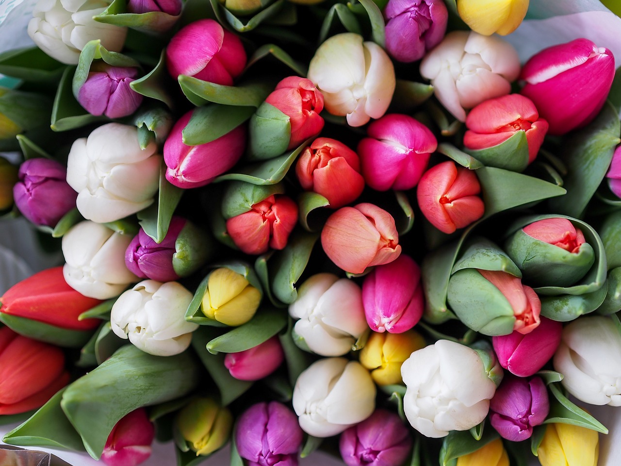 tulips colorful heads free photo