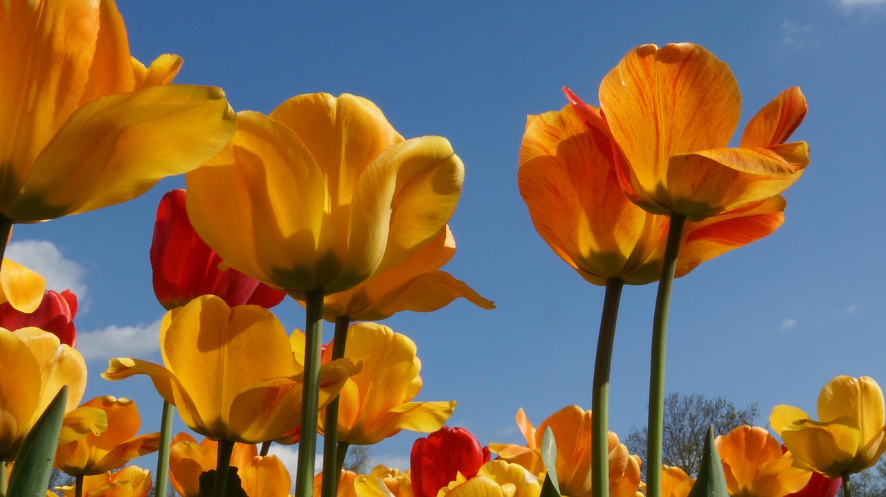 tulips spring garden free photo