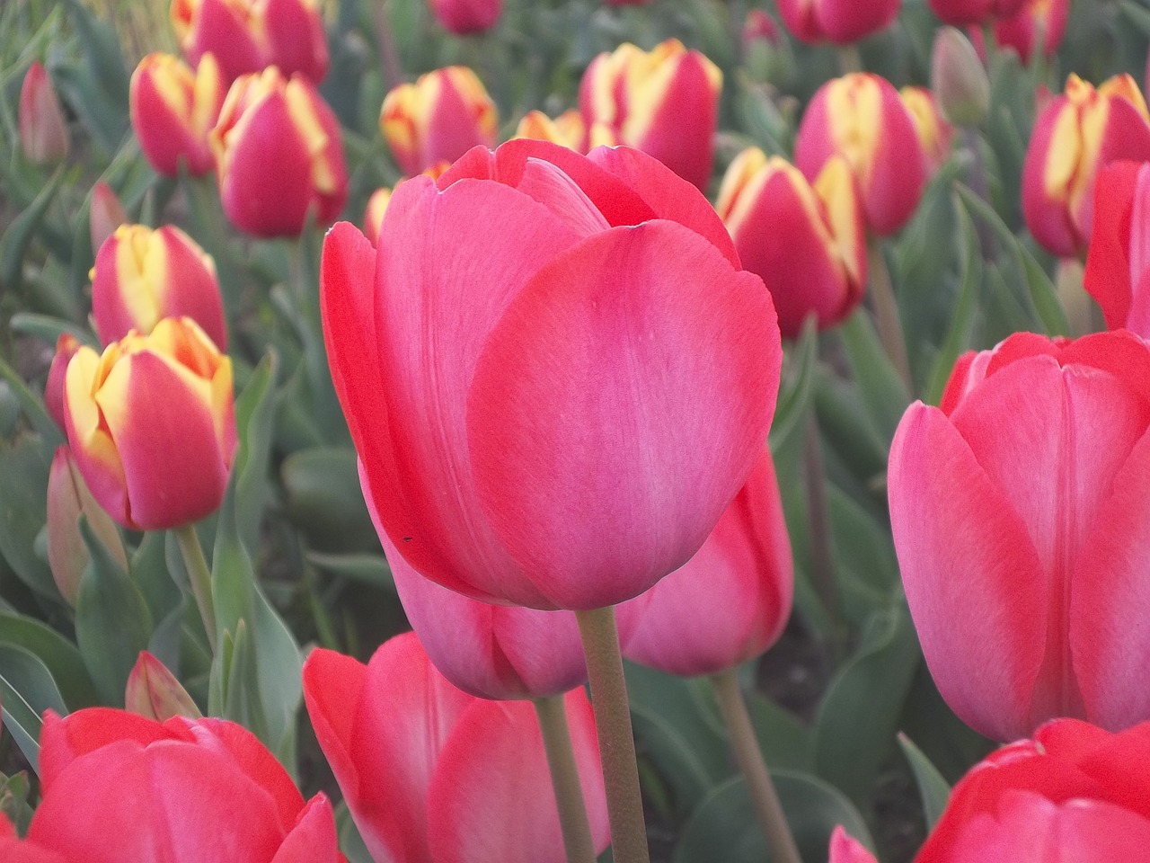 tulips flower flowers free photo