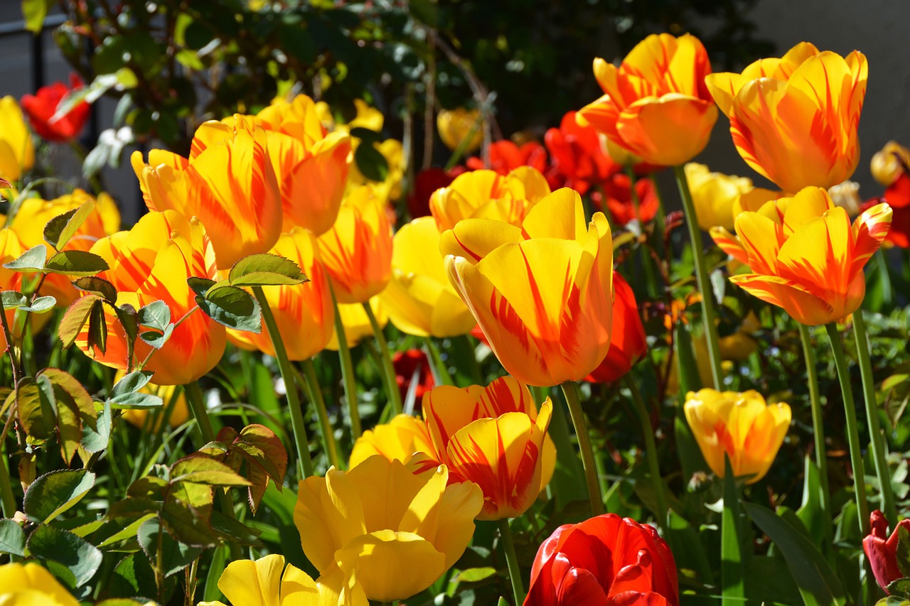 tulips tulip flower flowers free photo