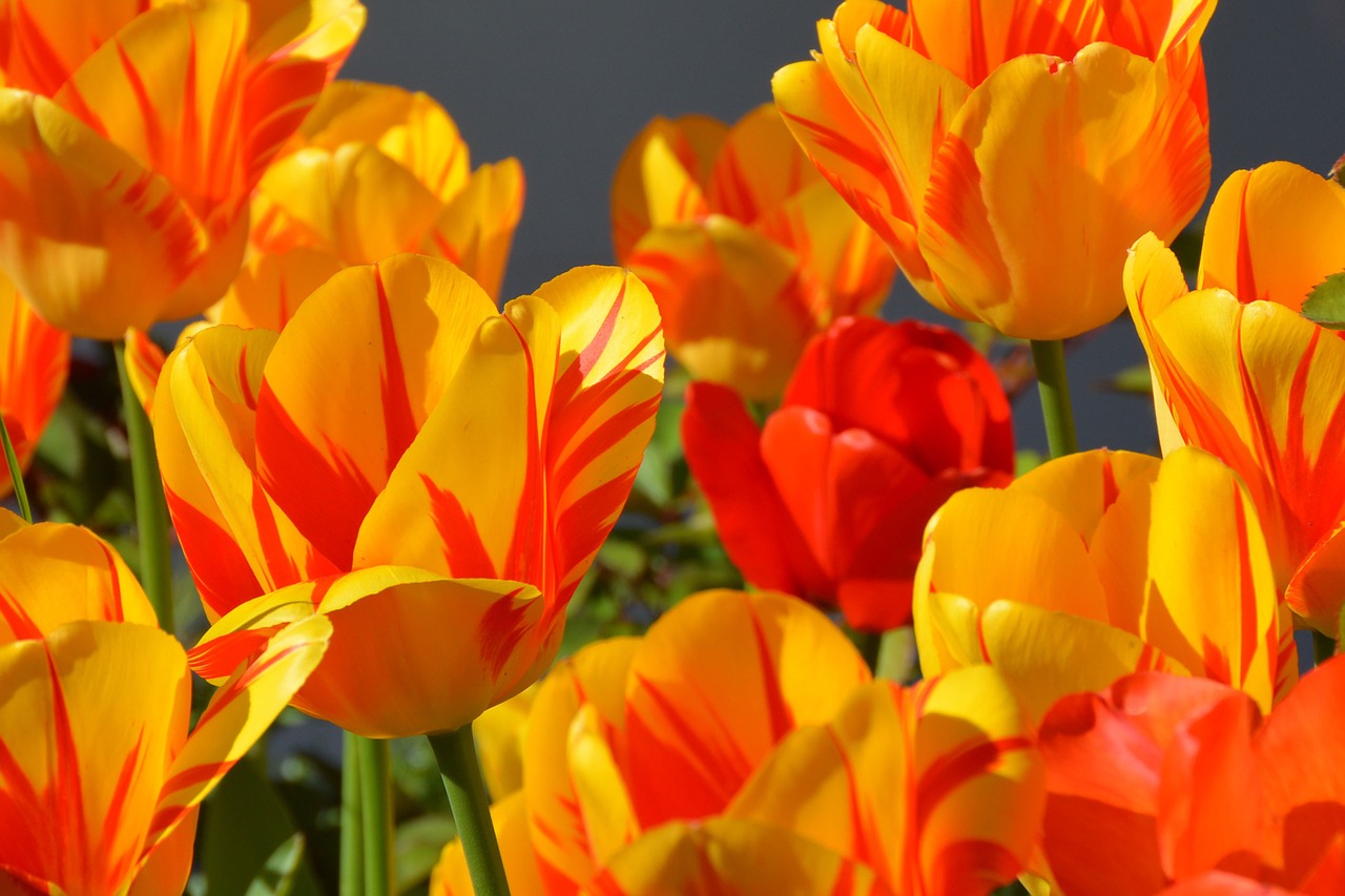 tulips tulip flower flowers free photo