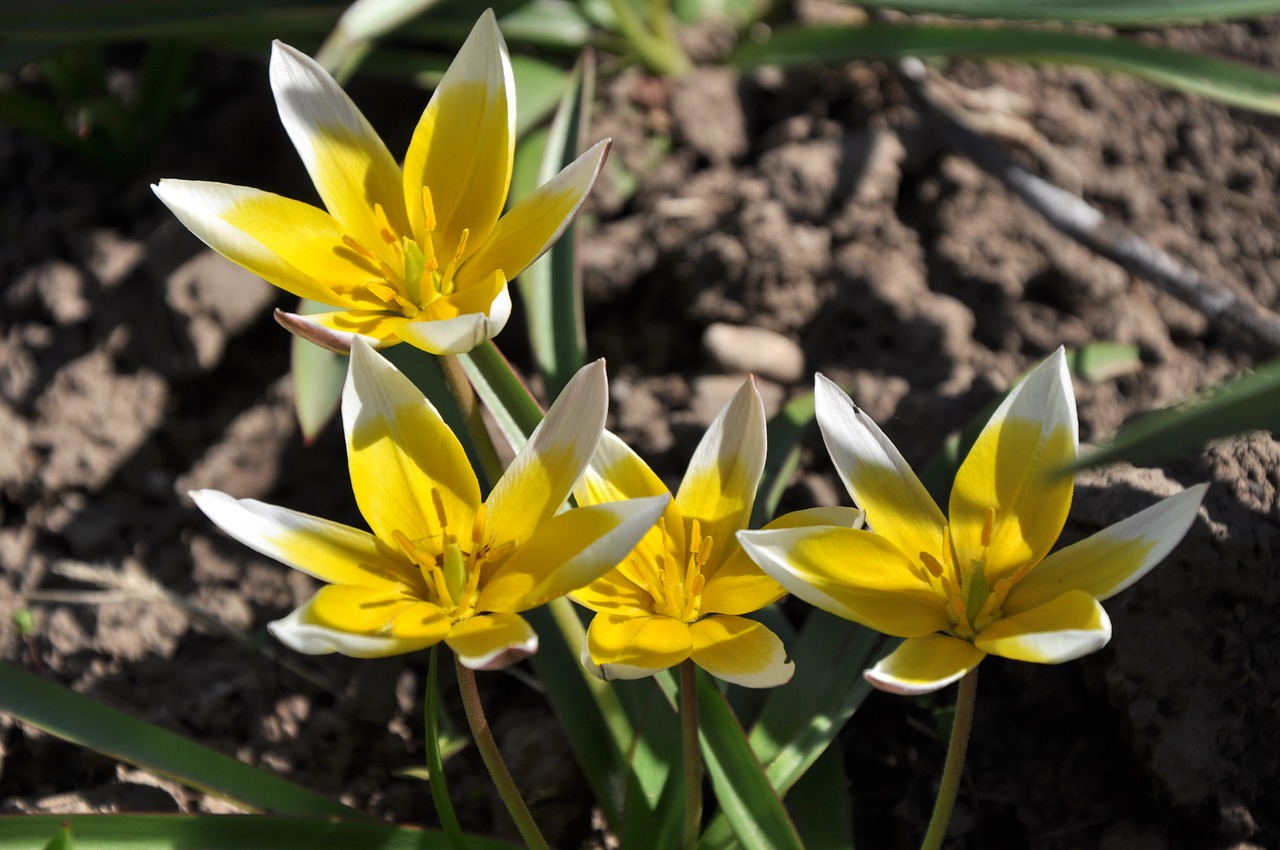 tulips spring garden free photo