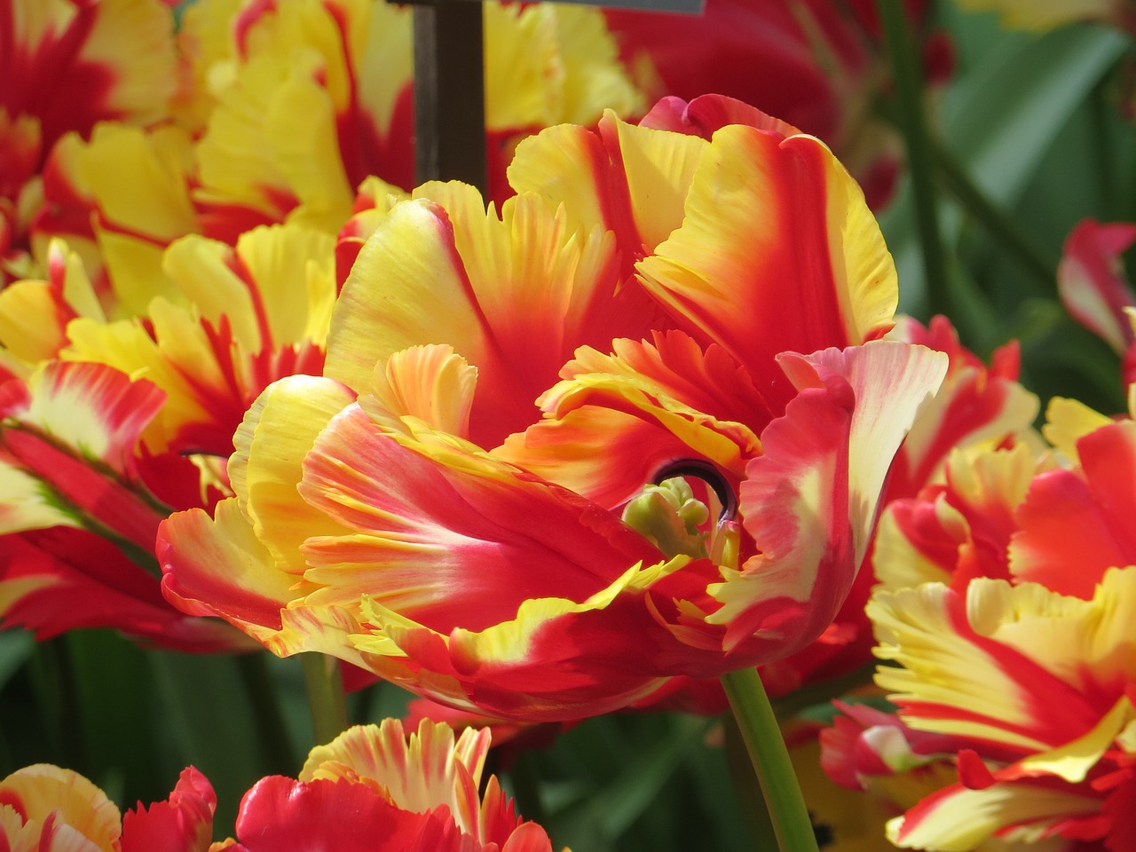 tulips close farbenpracht free photo