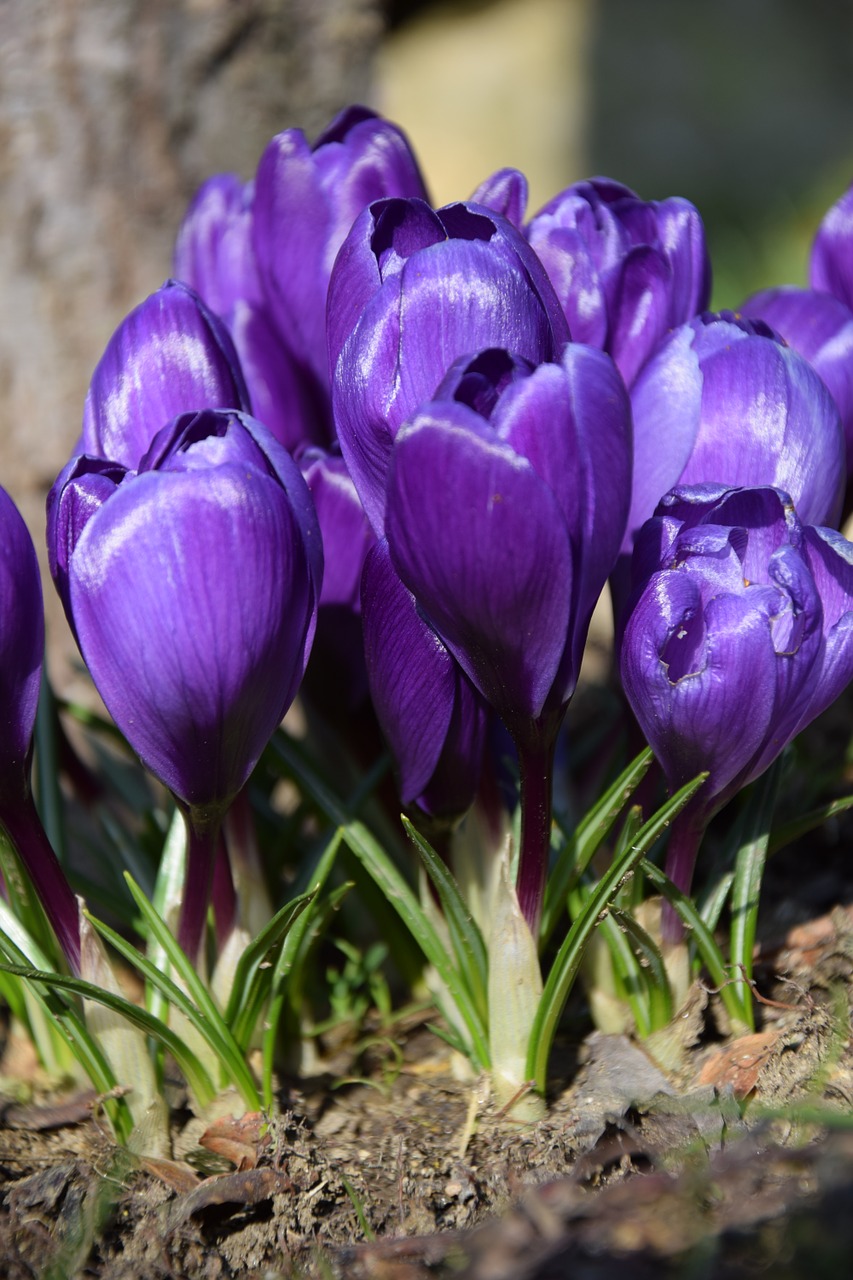 tulips flowers spring free photo