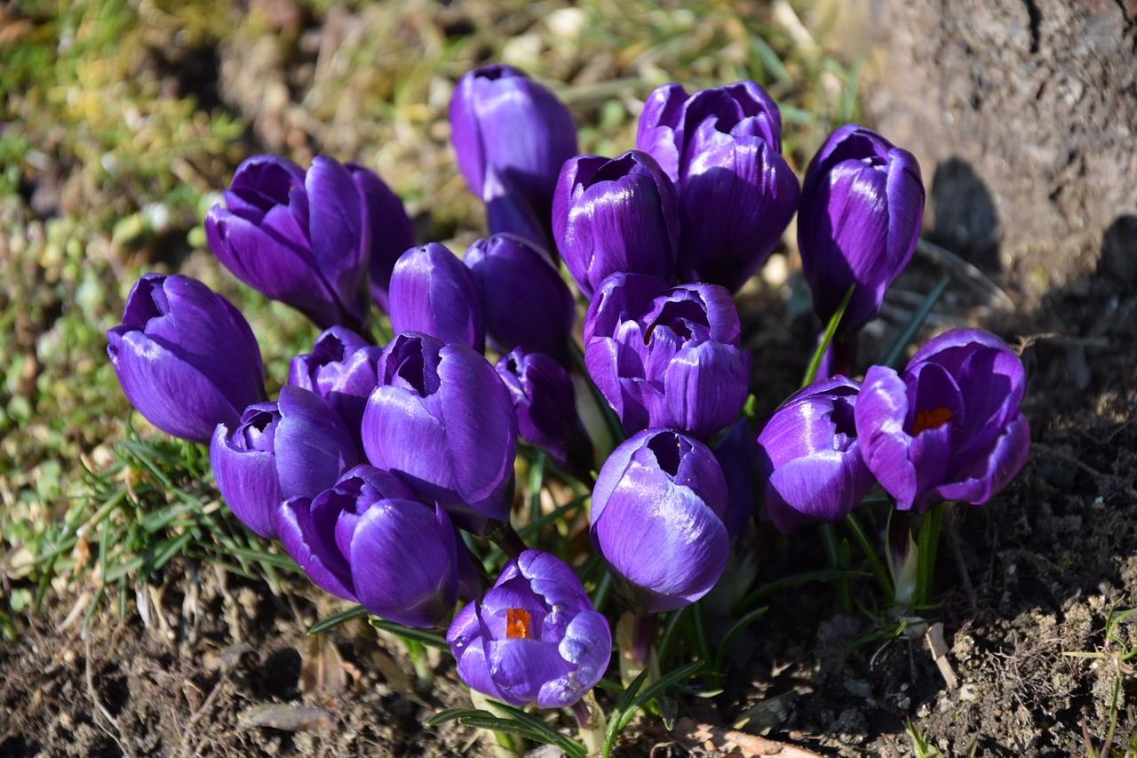 tulips spring flowers free photo