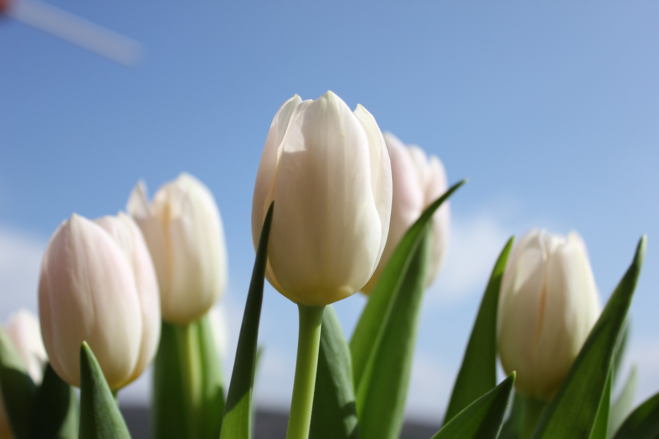tulips flower heaven free photo
