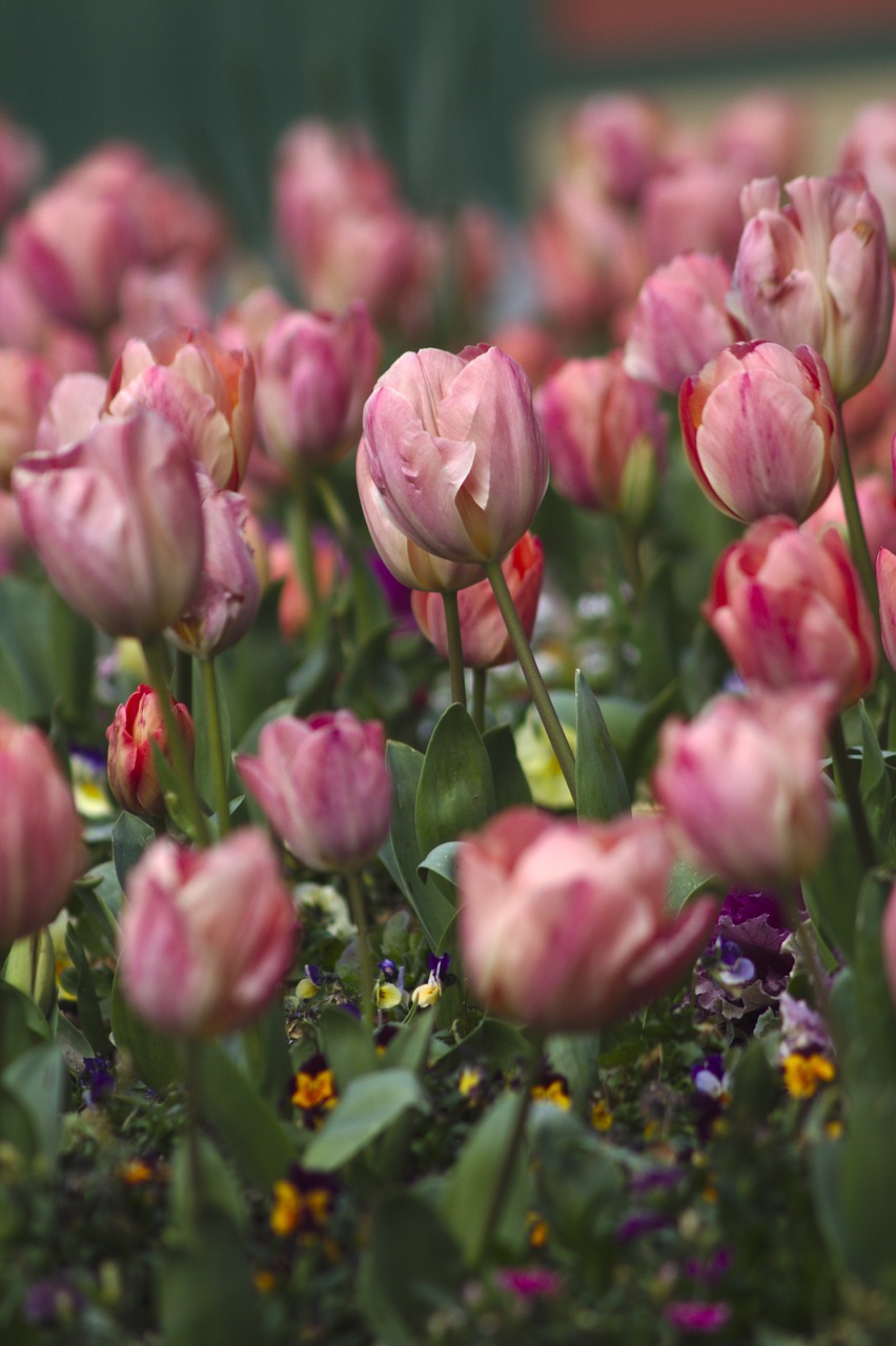 tulips flowers roses free photo