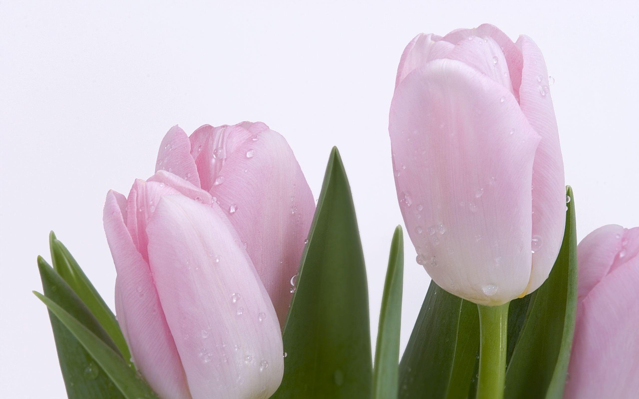 tulips pink flowers free photo