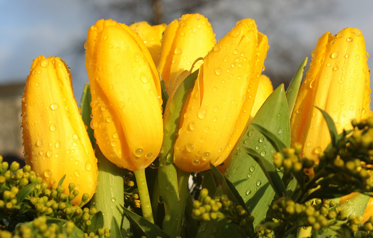 tulips tulipa bouquet free photo