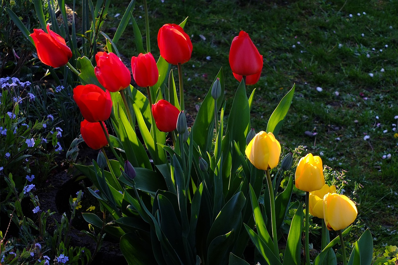 tulips flowers tulip sea free photo