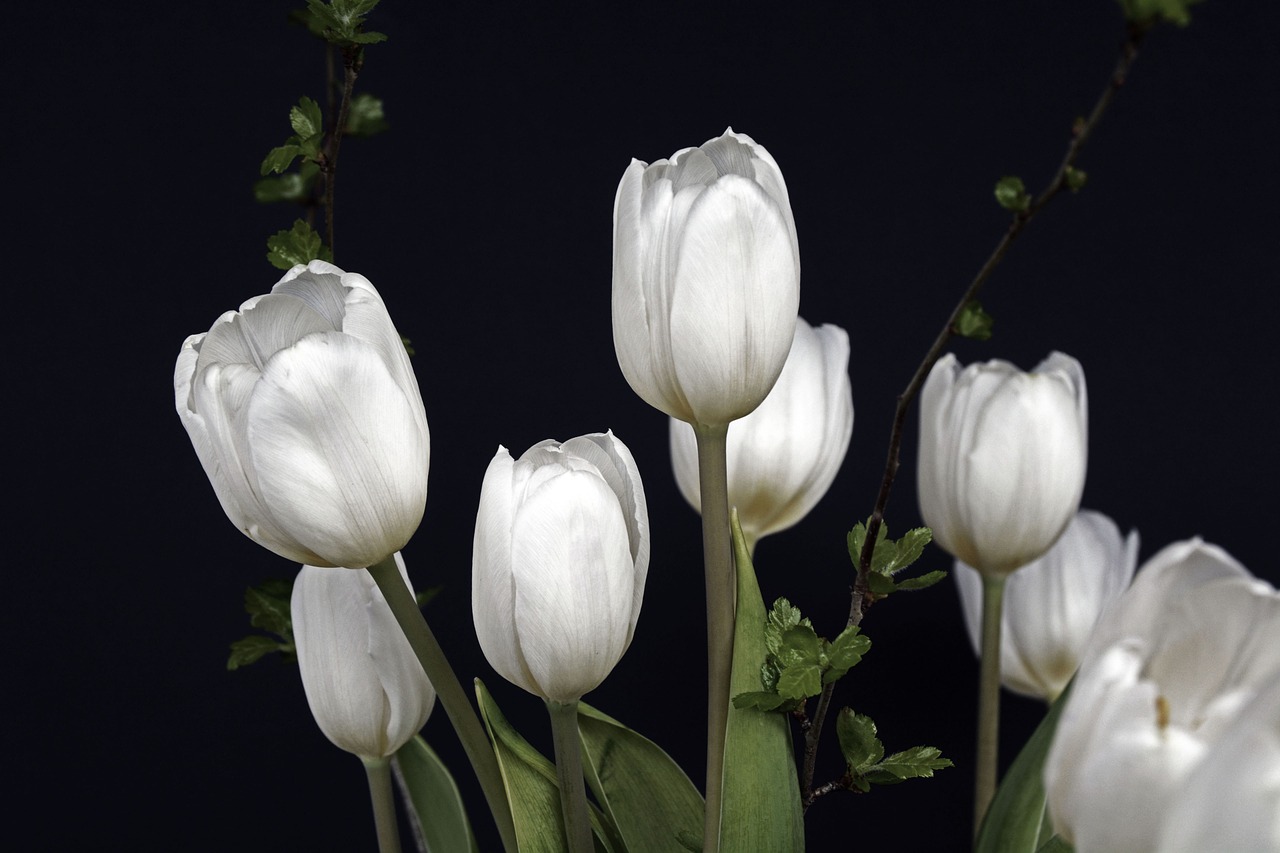 tulips tulip flower flowers free photo