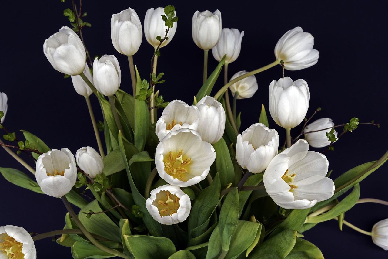 tulips tulip flower flowers free photo