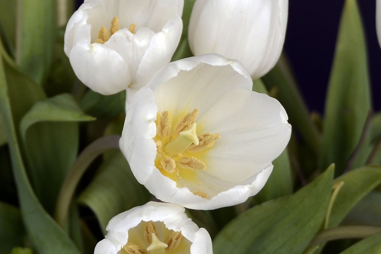 tulips tulip flower flowers free photo