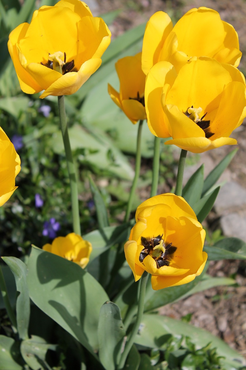 tulips yellow flowers free photo