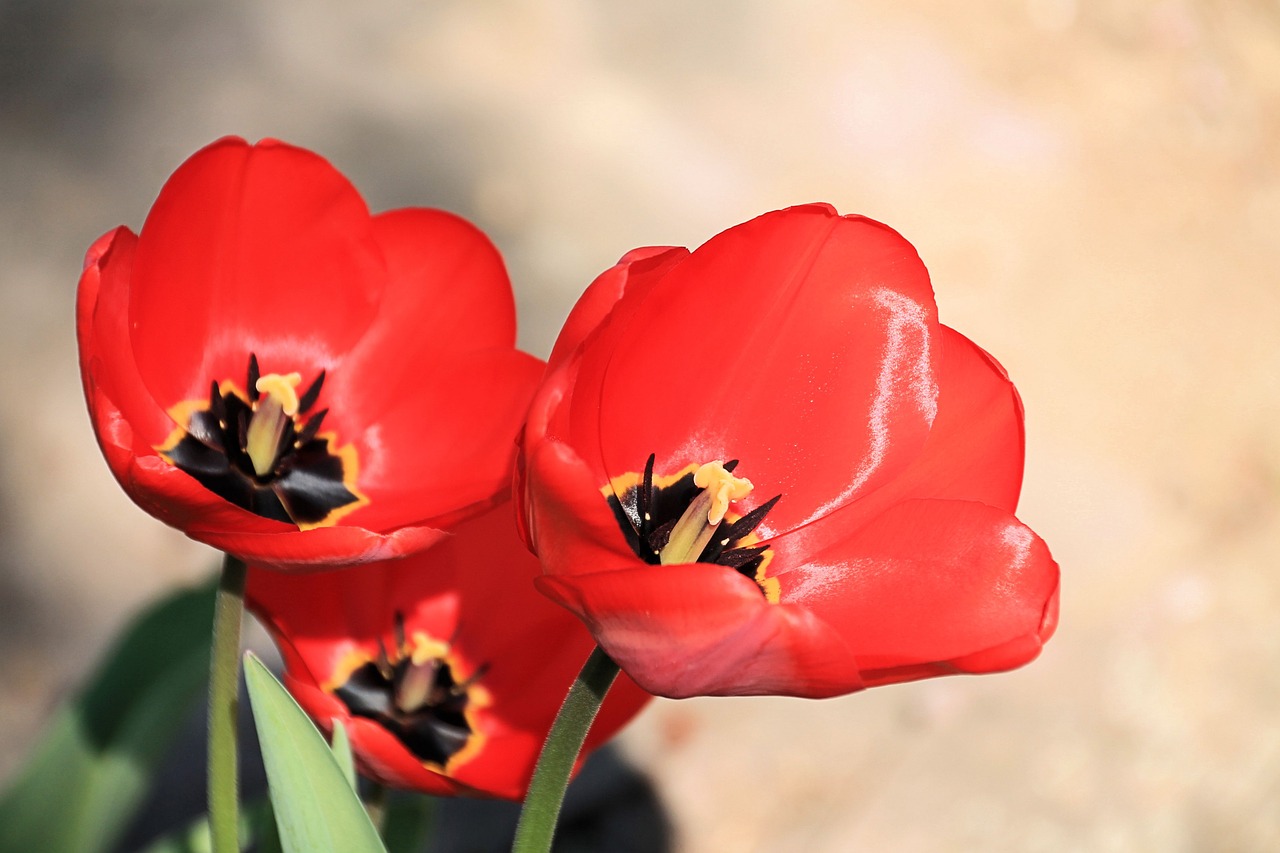 tulips red spring free photo