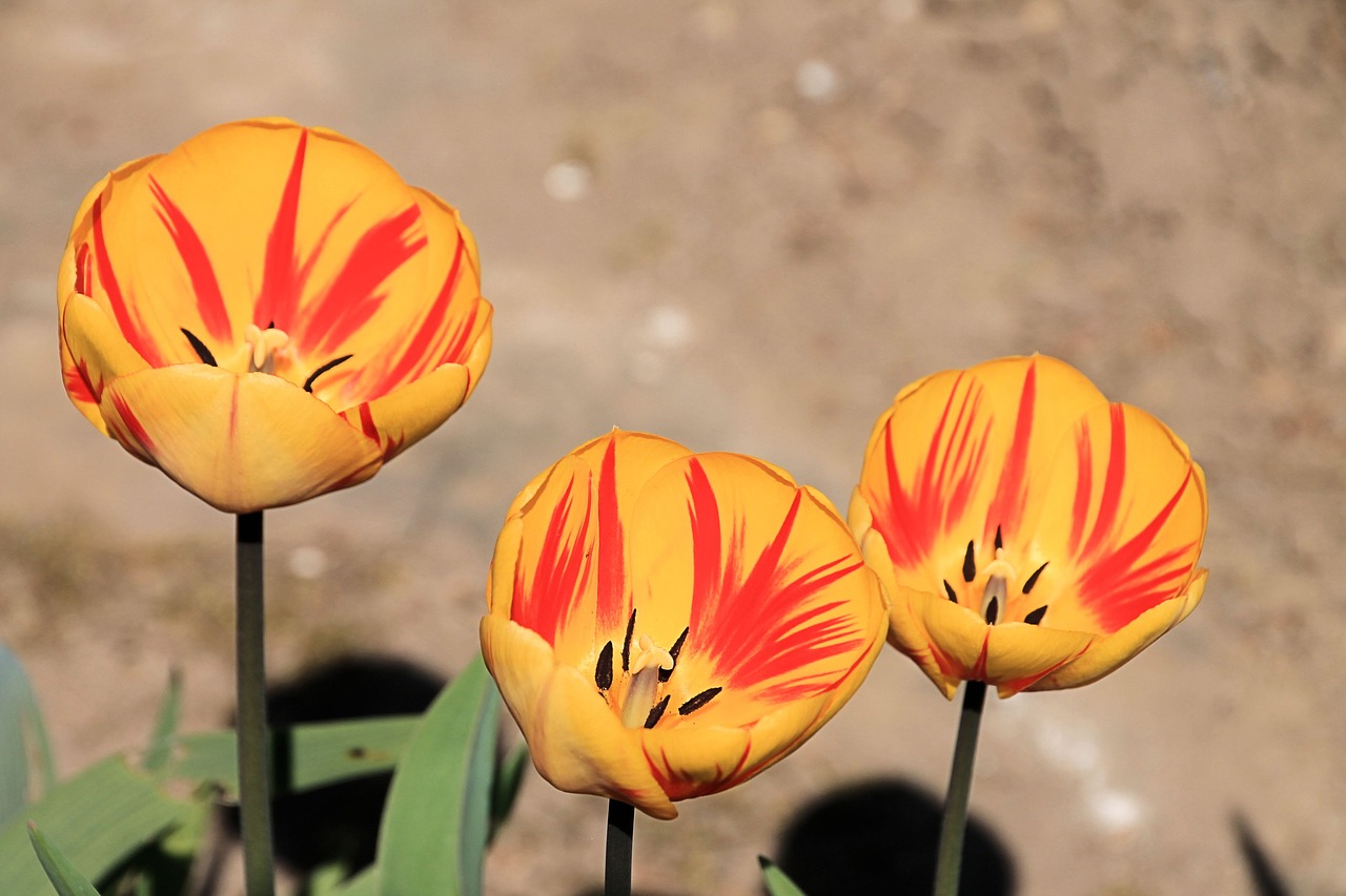 tulips spring flamed free photo