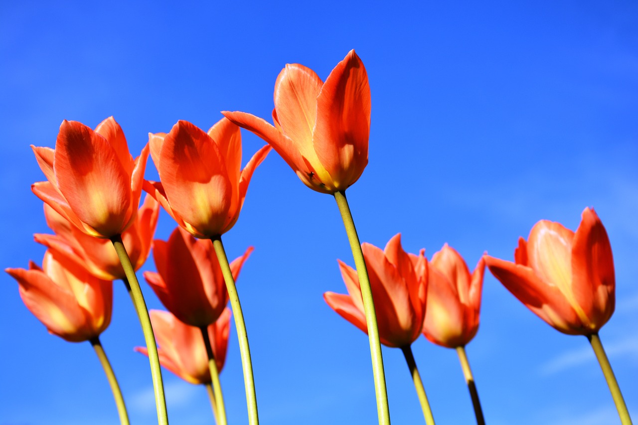 tulips apricot-coloured sky free photo