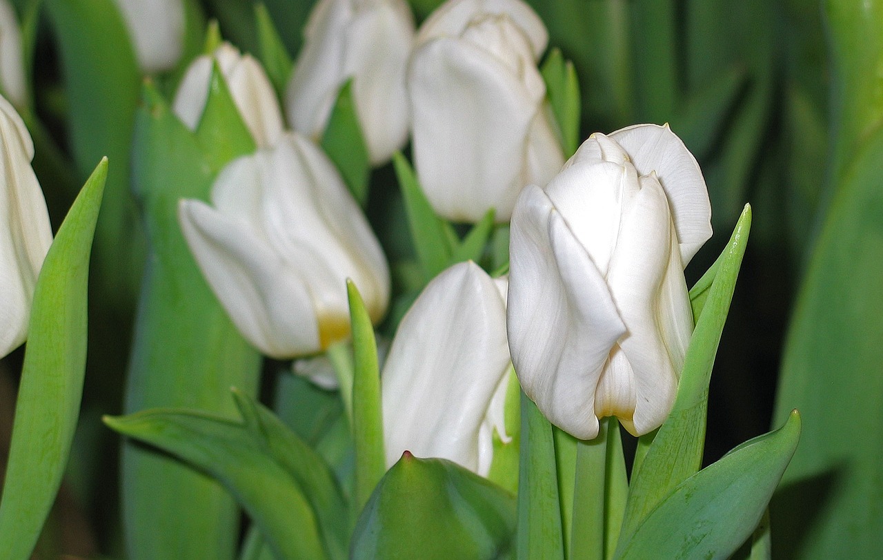 tulips white spring free photo