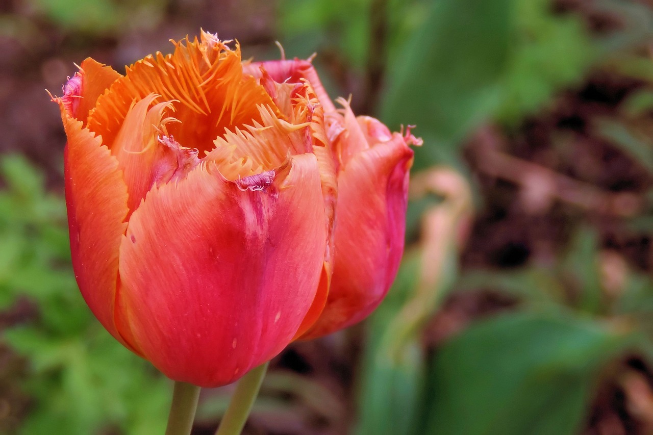tulips spring garden free photo