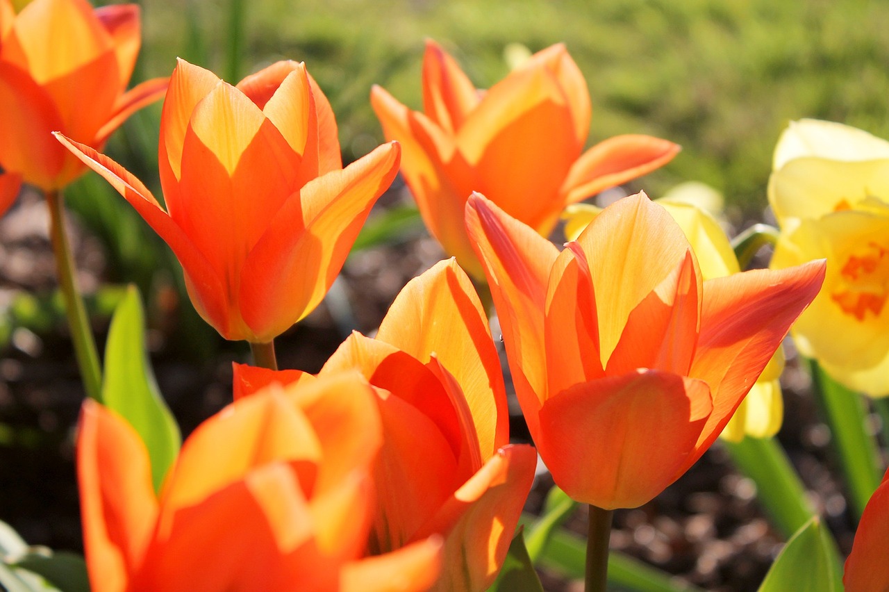 tulips orange spring free photo