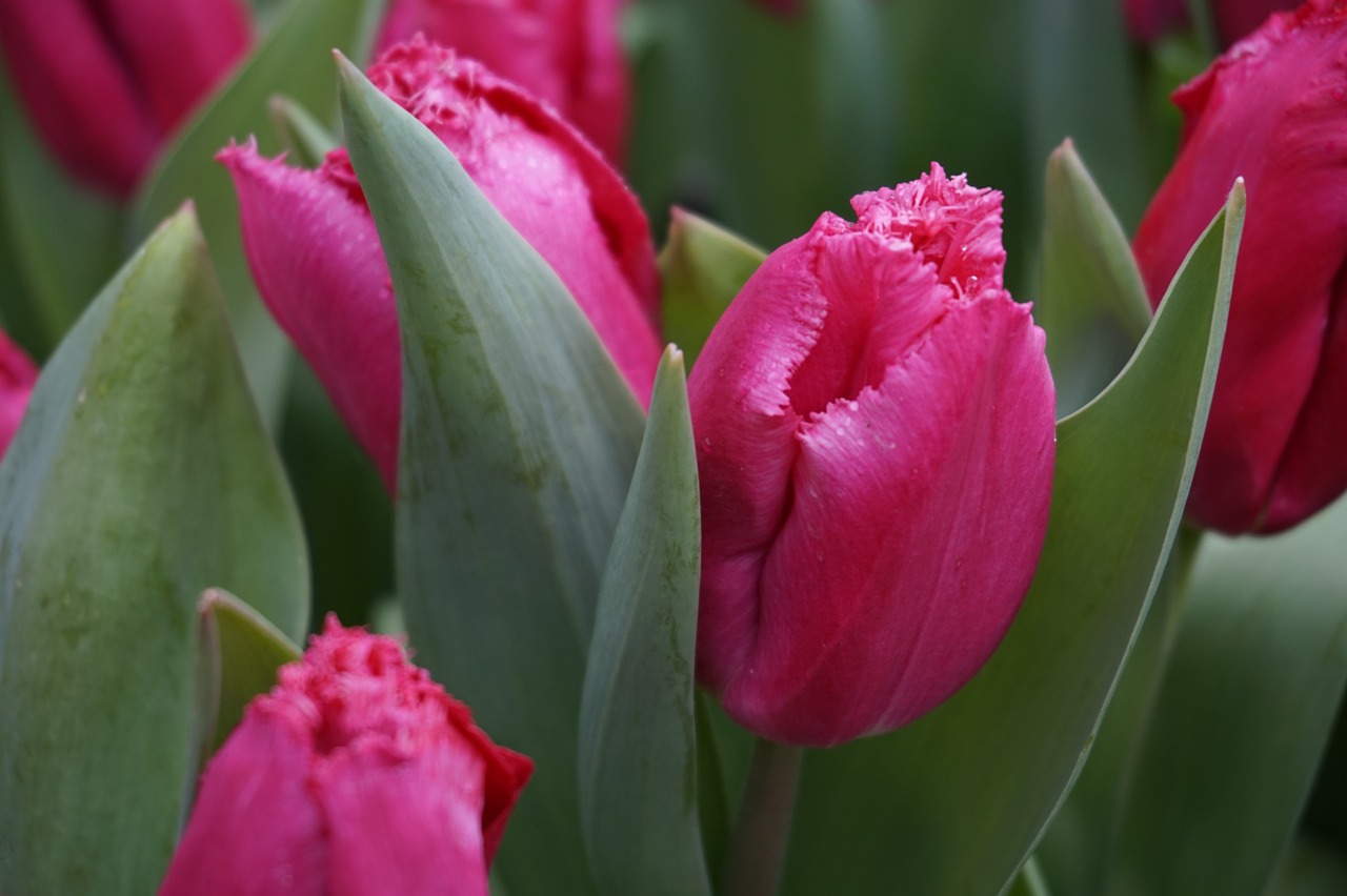tulips holland b free photo