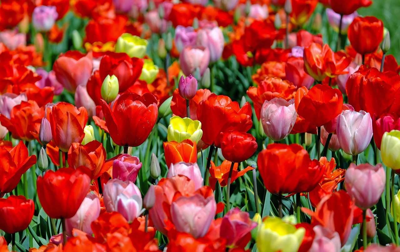 tulips colorful flowers free photo