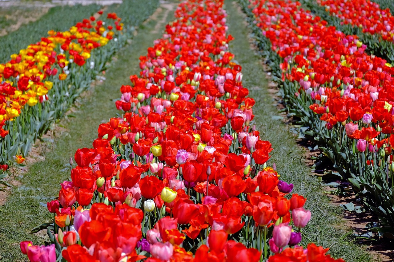 tulips colorful flowers free photo