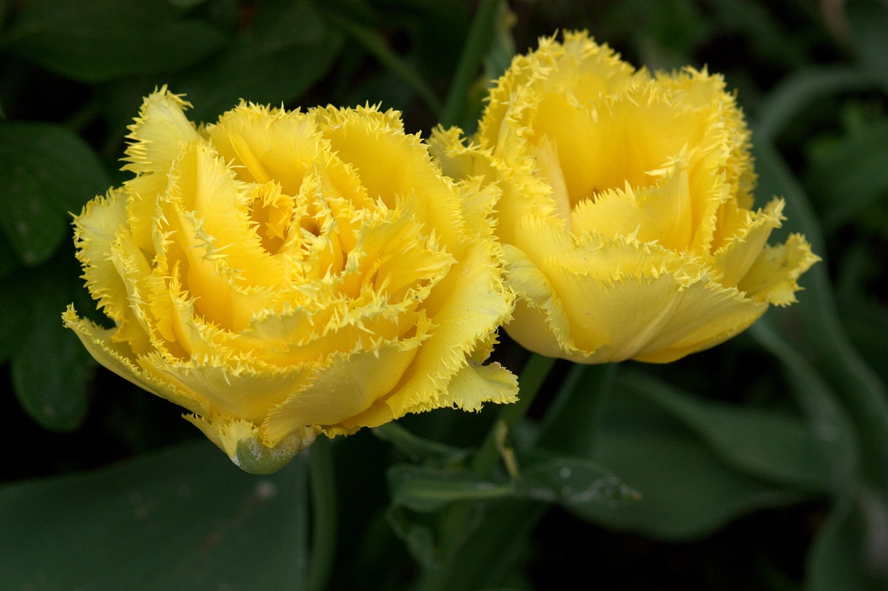 tulips flowers yellow free photo