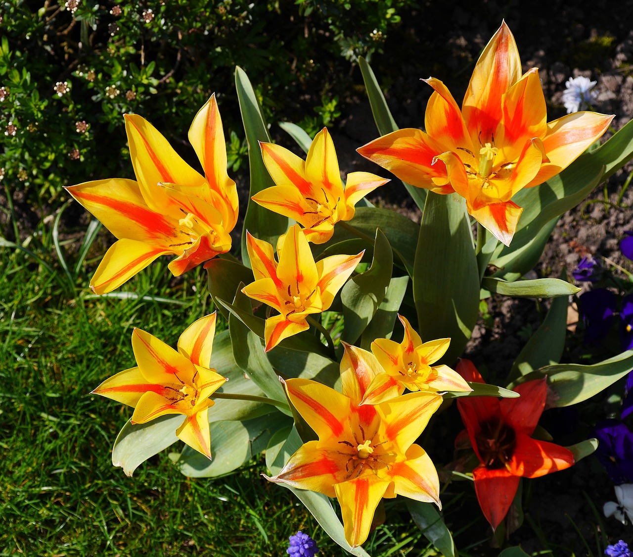 tulips open sun free photo