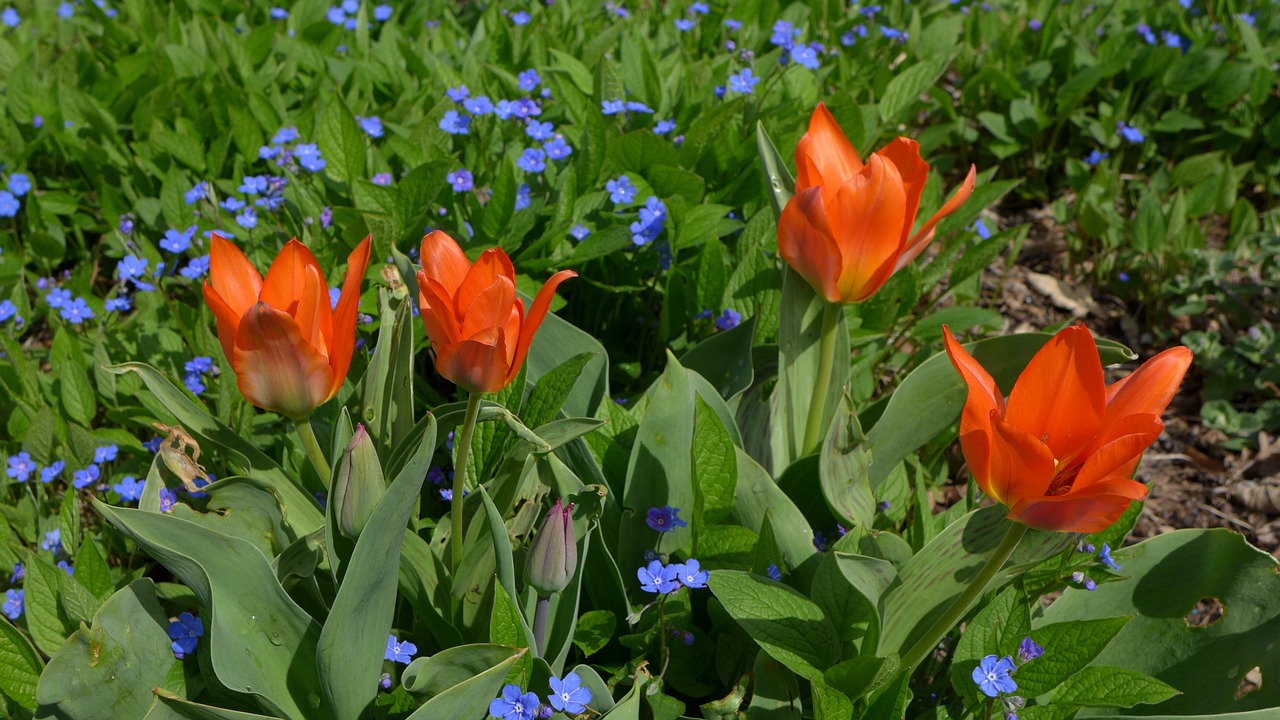 tulips spring red free photo